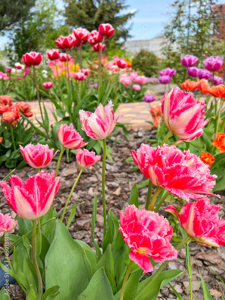 Fototapeta premium beautiful and colorful pink, white tulips, yellow nacrissus and other flowers with green leaves in the garden