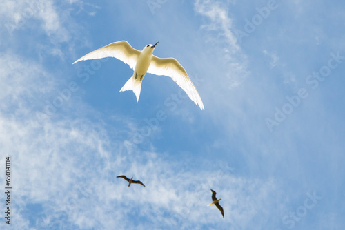 White Tern in the sky