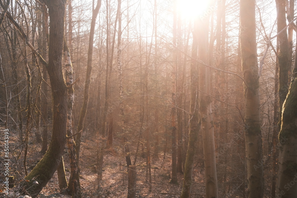 Fototapeta premium Lichtgefluteter kahler Wald im Harz