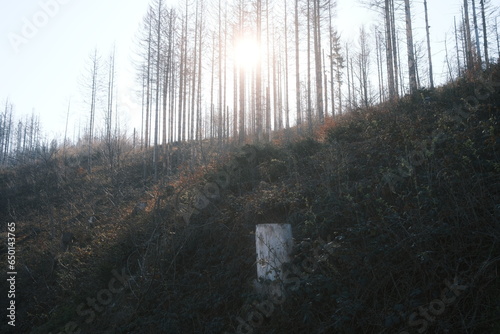 Sonnenlicht scheint durch die Bäume im Harz