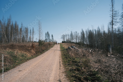 Wanderweg führt durch abgestorbenen Wald mit blauen Himmel photo