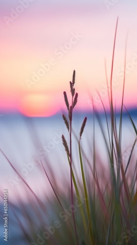 Small stem of grass near sunset over a calm sea  the sun setting below the horizon