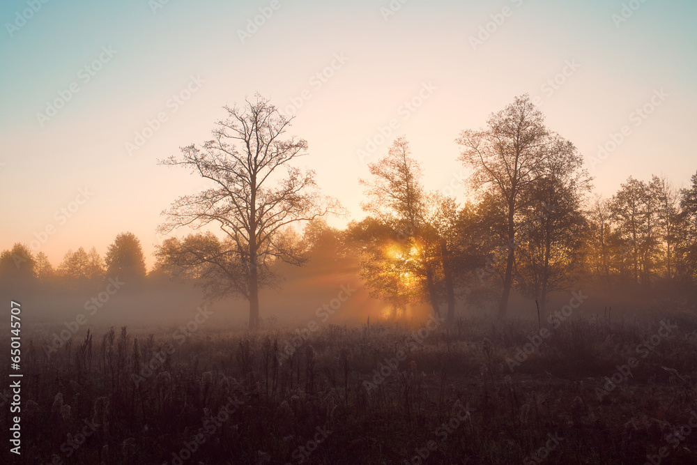 Forest autumn landscape at dawn