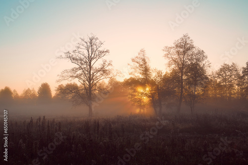 Forest autumn landscape at dawn