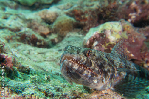 A sand Lizardfish resting on rocks Boracay Island Philippines