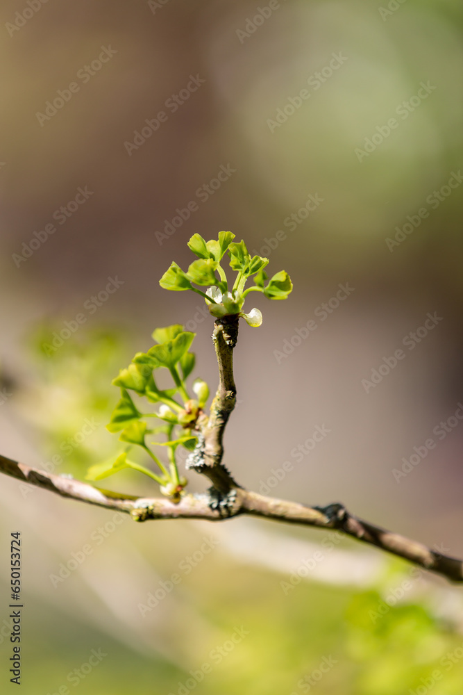 New growth on a maidenhair tree in springtime New growth on a maidenhair tree in springtime