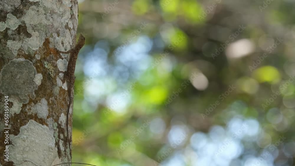 A flying lizard seen from its side while going up a tree, Draco, Khao Yai National Park in Thailand. A flying lizard seen from its side while going up a tree, Draco, Khao Yai National Park in Thailand.