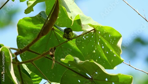 Seen perched on a twig under broad leaves during a hot summer day preeing, Brown-throated Sunbird Anthreptes malacensis, Thailand photo