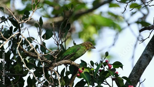 Seen perched on a branch facing to the right curiously looking around and drops his poop, Green-eared Barbet Megalaima faiostricta, Thailand photo