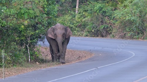 Walking beside the paved rod in Khao Yai National Park and about to enter the forest, Indian Elephant Elephas maximus indicus, Thailand photo