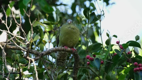Seen perched on a branch after feedig on fruits asit looks around, Thick-billed Pigeon Treron curvirostra, Thailand photo