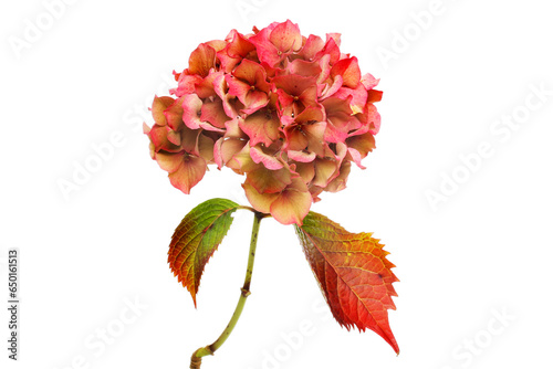 Faded hydrangea flower