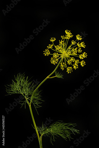 Fennel against black