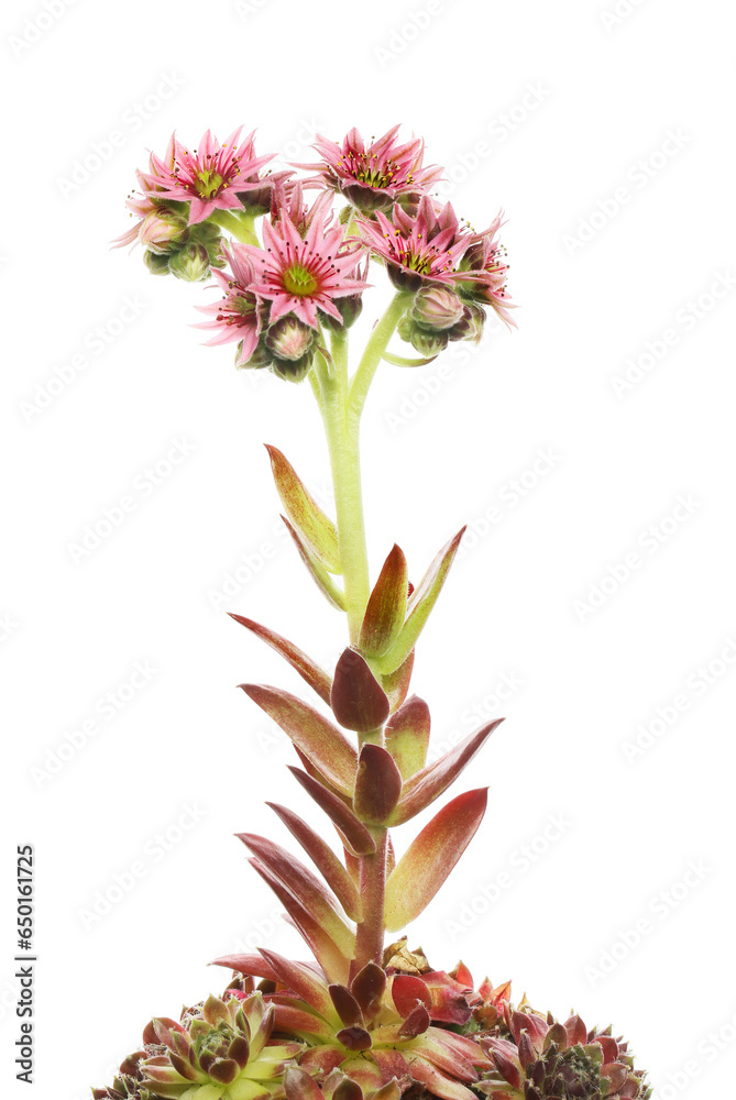 Sempervivum flower spike Sempervivum flower spike