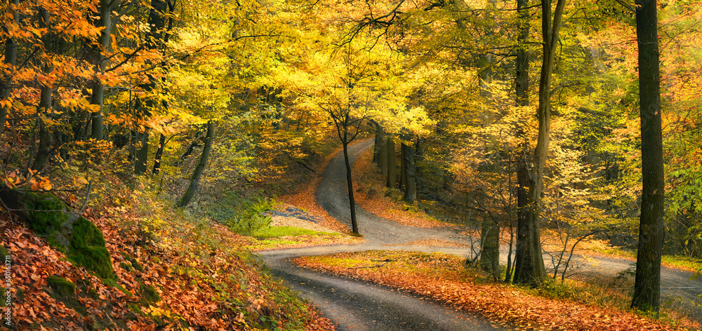 Beautiful woods in autumn, with bending paths crossing, a tranquil forest panorama with warm colors in soft light
