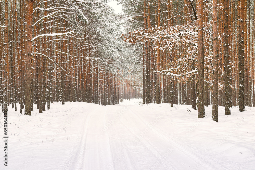 Wysoki, sosnowy las, zimą. Ziemię i gałęzie drzew pokrywa warstwa śniegu. - obrazy, fototapety, plakaty 