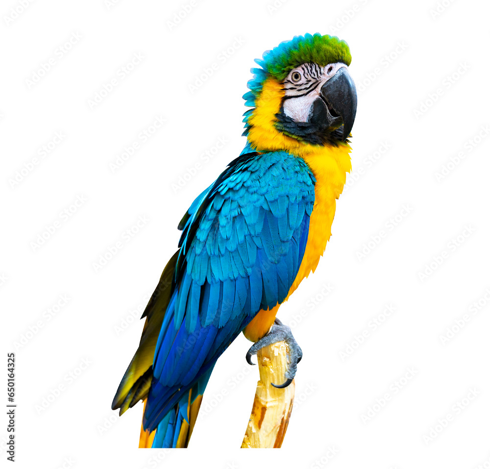macaw parrot parakeet perching on isolate on transparent background PNG file