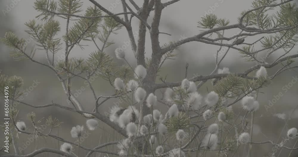 Cotton Grass Summer Close-up View on White Fluffy Flowers Eriophorum Angustifolium Known As Cottongrass, Cotton-grass clog2, clog, canon c70, c log 2, plant