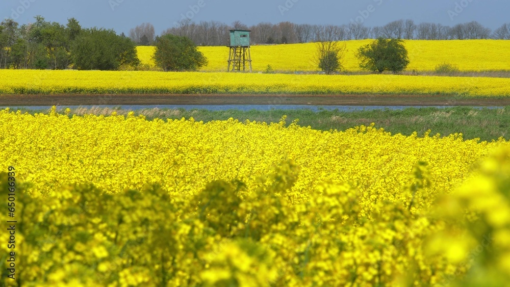 Large Field of Blooming Yellow Rapeseed Landscape