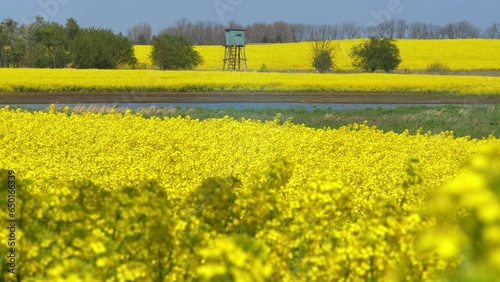 Large Field of Blooming Yellow Rapeseed Landscape