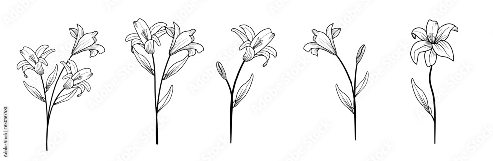 Set of luxury lily flowers and logo. Trendy botanical elements. Hand drawn line leaves branches and blooming. Wedding elegant wildflowers for invitation save the date card