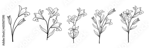 Set of luxury lily flowers and logo. Trendy botanical elements. Hand drawn line leaves branches and blooming. Wedding elegant wildflowers for invitation save the date card