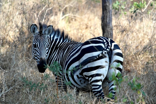 Zebra in Uganda in Lake Mburu