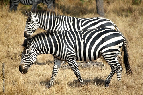 Zebra in Uganda in Lake Mburu