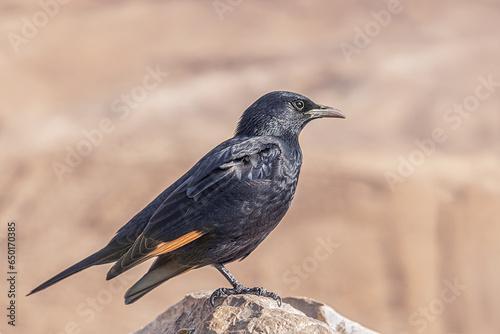 bird Onychognathus tristramii on an ancient stone wall, Masada, Israel photo