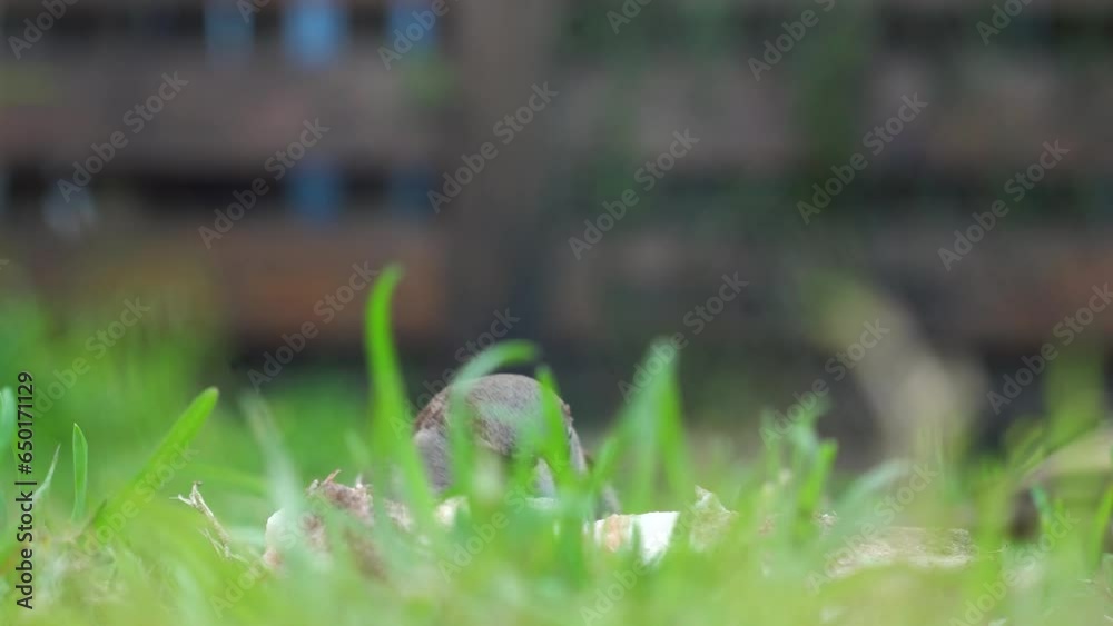 gorriones comiendo semillas en un parque en una casa