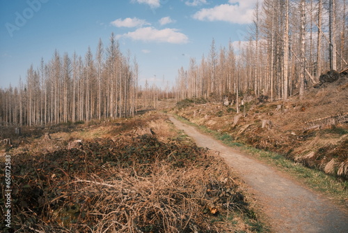 Harzlandschaft mit Wanderweg.  photo