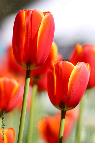 Beautiful Red Tulips in bloom at Araluen Botanic Park  Perth Western Australia