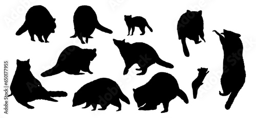 Set of silhouettes Common raccoon in different poses. Raccoons stand, sit, climb a tree. Adult Procyon lotor raccoons and their cubs. Realistic vector animal