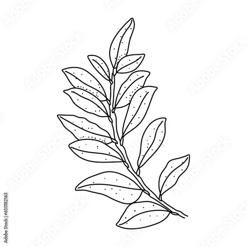 Hand drawn floral laurel leaves isolated on white background