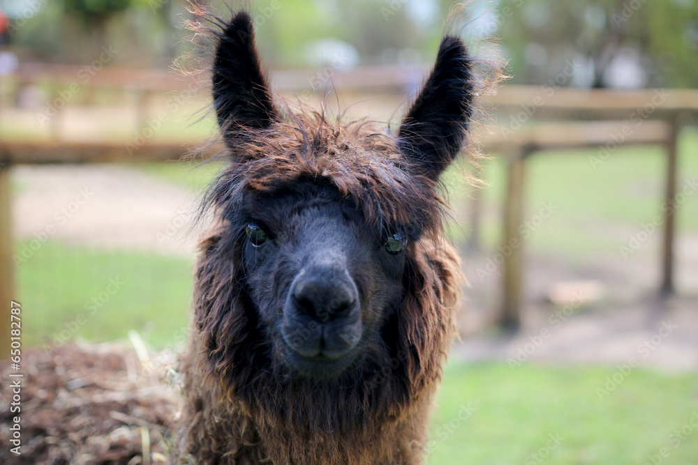Closeup of Cute Alpaca Looking Right at You Closeup of Cute Alpaca Looking Right at You