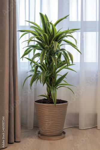 Houseplant in a pot in the bedroom