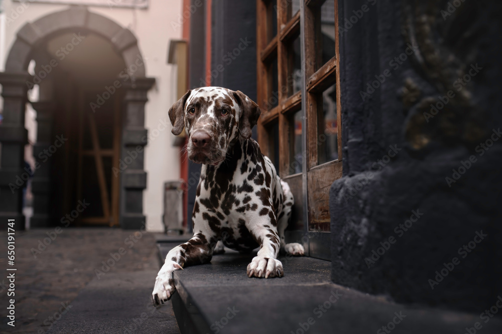 Dog in old town Cologne