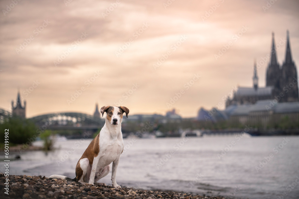dog in the city Köln