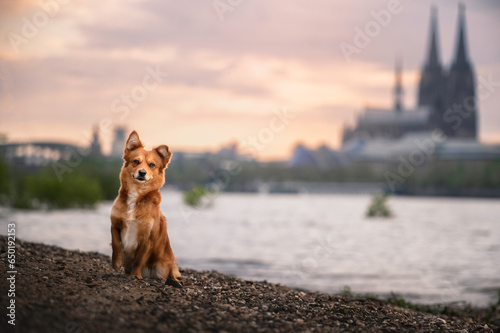 Cute mixed breed dog portrait with Cologne skyline