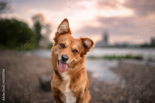 Obraz na płótnie Cute mixed breed portrait dog head tilt in Köln beach w salonie