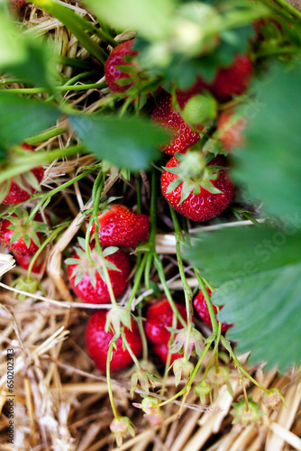 Red strawberries growing on plant