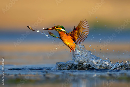 Kingfisher bird diving for fish. Colorful nature background. Bird: Common Kingfisher. Alcedo atthis. © serkanmutan