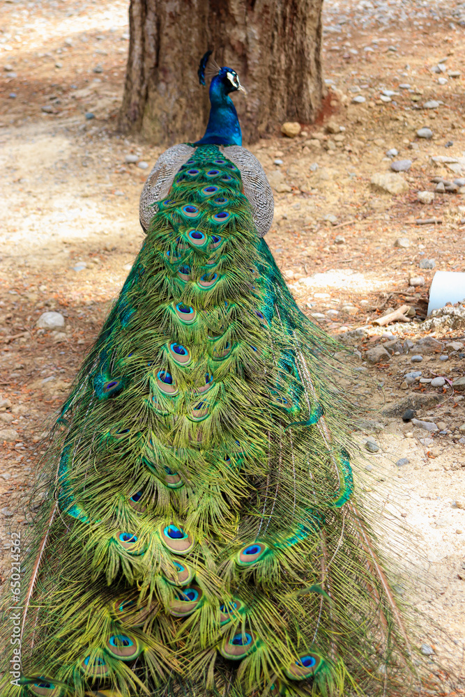 Obraz premium Peacock (Peafowl, Peachicken) train tail closed from behind at the Seven Springs (Epta Piges) famous tourist attraction park