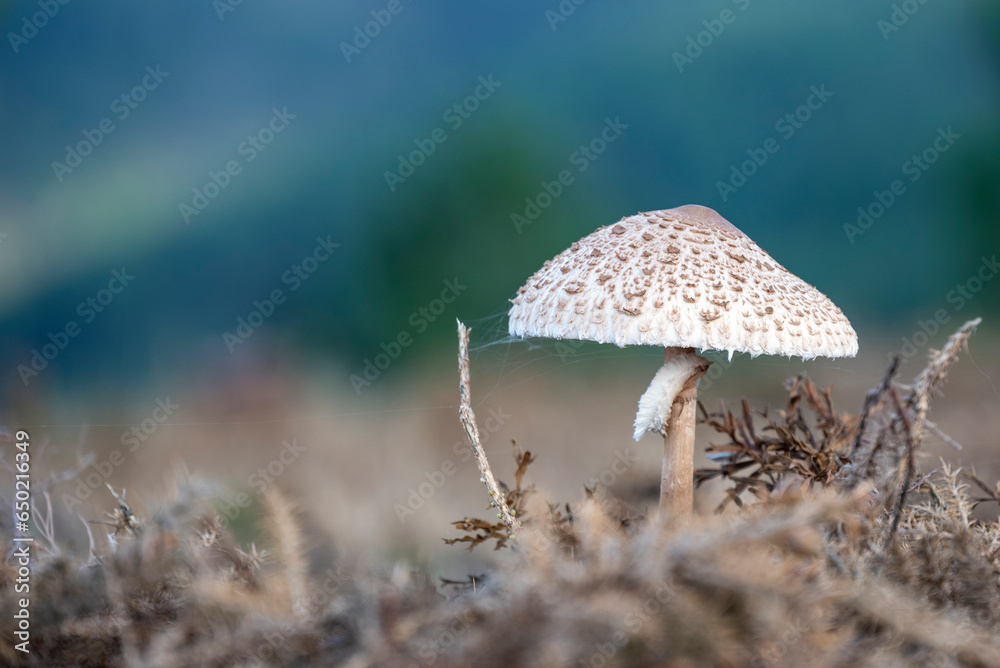 Tortulho Português - Cogumelo
