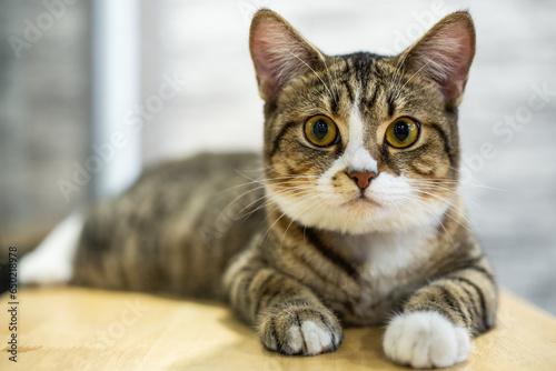 half domestic and short hair cat