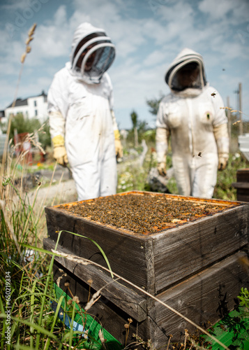 Beekeepers working with their bees and beehives