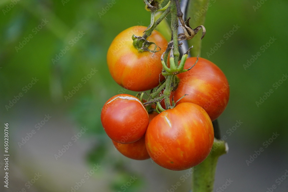 Tigerella is a bi-colored tomato cultivar, (Solanum lycopersicum) Hanover, Germany.