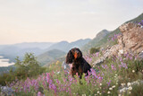 dog in pink flowers outdoors in Mountains. Gordon setter in nature on the rock 