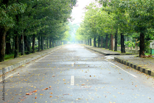 a long empty road lined with trees (ID: 650234758)