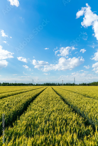 Wheat is growing in the field ,The wheat fields are under the blue sky and white clouds